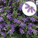 Afbeelding van Scaevola P12 Violet